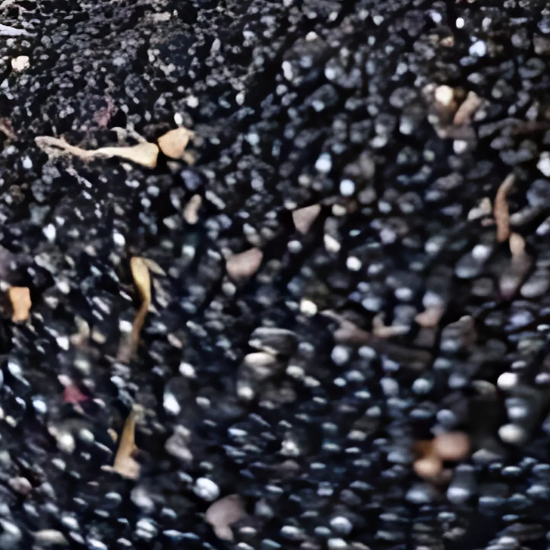 Especie מסקוטה שחורה Negra