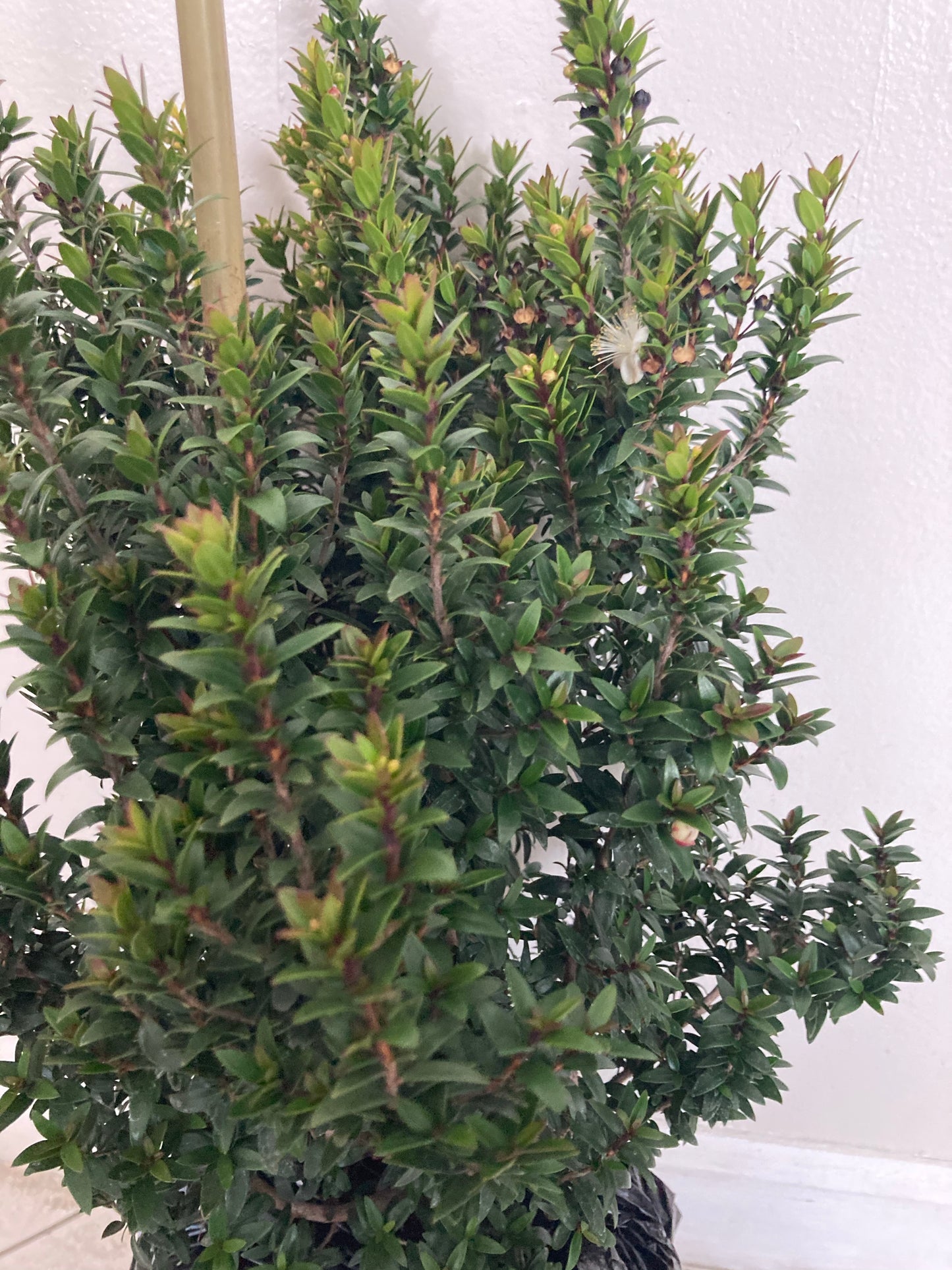 Planta De Mirto