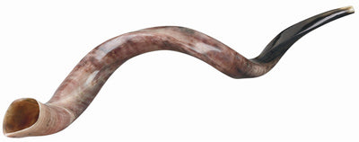 Shofar Yemeni - 23" XSmall