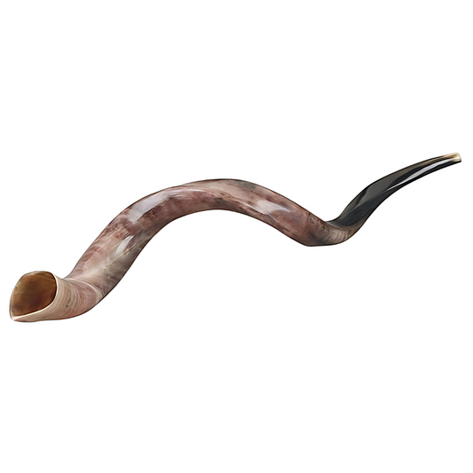Shofar Grande Yemeni 27-31"