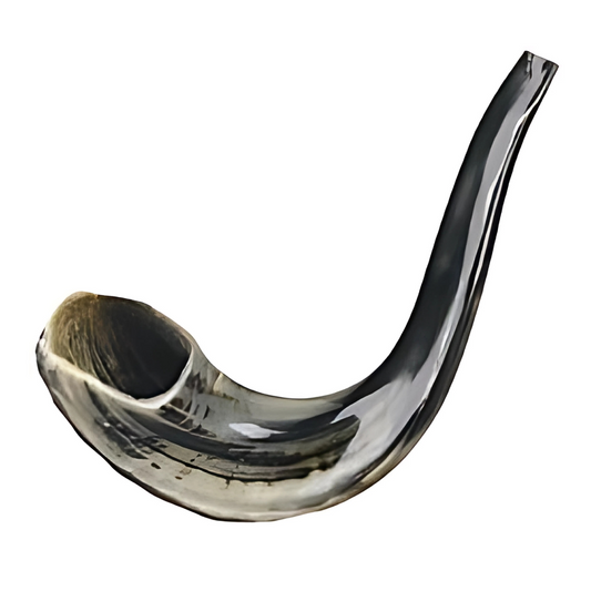 Shofar Ram 11-13"
