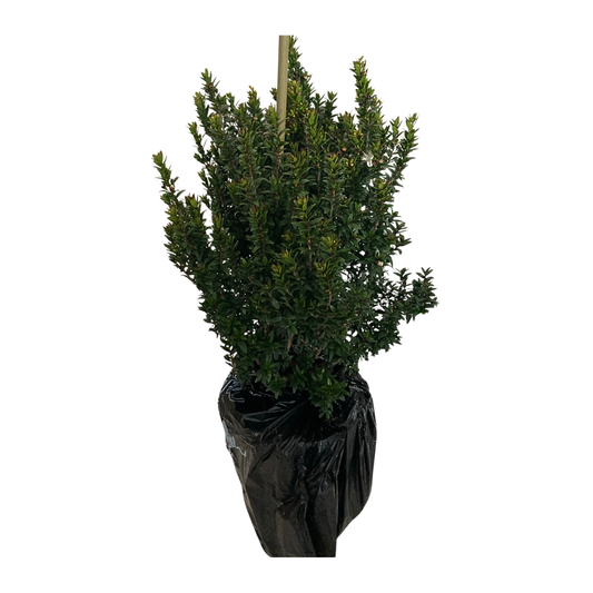 Planta De Mirto