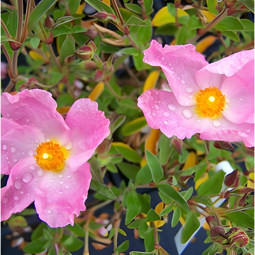 Aceite de la Rosa de Sharon