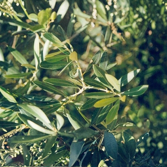 Hojas de Olivo