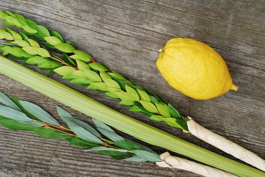 Etrog y Lulav Sukkot 5785
