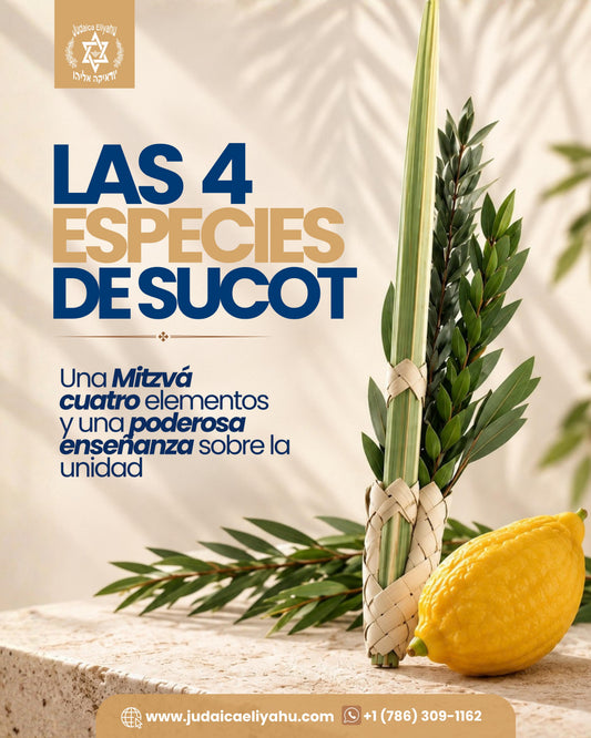 Etrog y Lulav Sukkot 5787