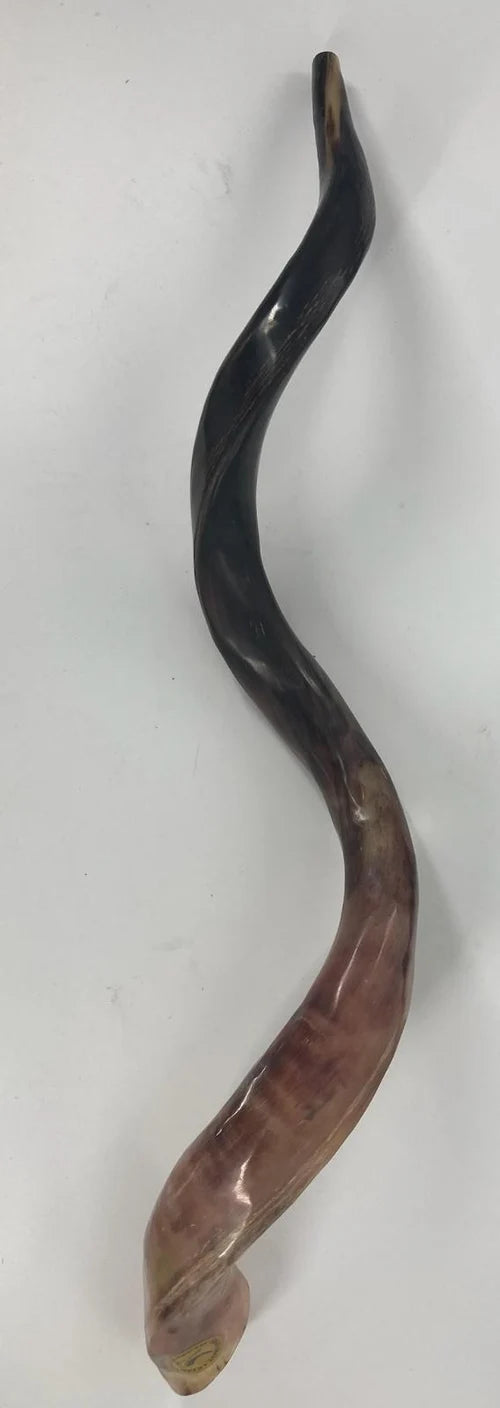 Shofar Yemani - Grande