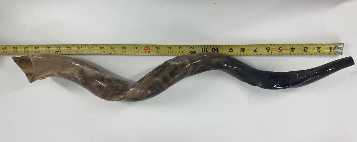 Shofar Yemani - Grande