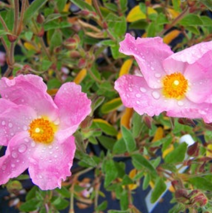 Aceite, La Rosa De Sharon